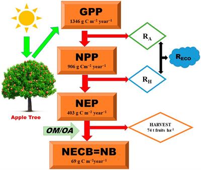 Appraisal of Carbon Capture, Storage, and Utilization Through Fruit Crops